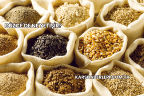 Düzce'de Ne Yetişir?