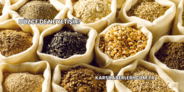 Düzce'de Ne Yetişir?