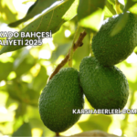Avokado Bahçesi Maliyeti 2025