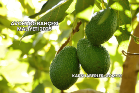 Avokado Bahçesi Maliyeti 2025