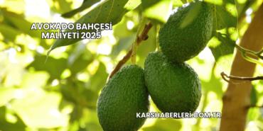 Avokado Bahçesi Maliyeti 2025