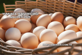 Yumurta Yetiştiriciliği Maliyeti 2025